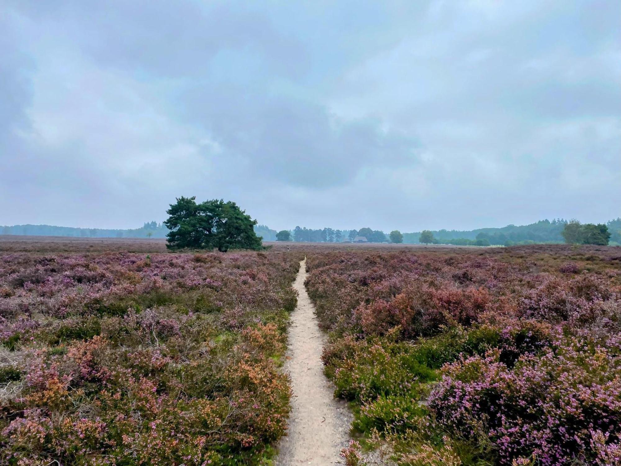 Huisje Aan De Bosrand - Veluwe Epe Exterior foto