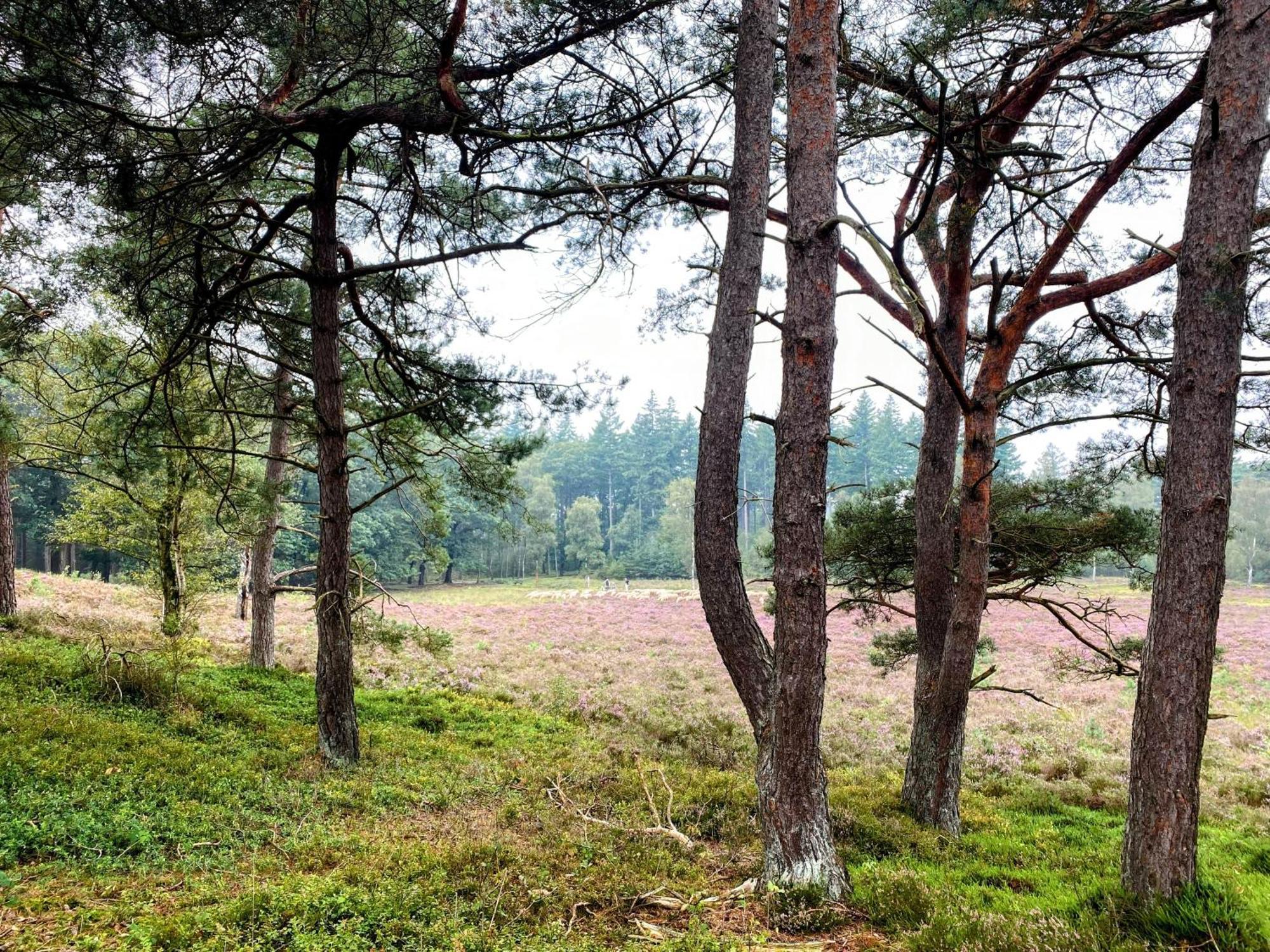 Huisje Aan De Bosrand - Veluwe Epe Exterior foto